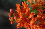 Butterfly milkweed